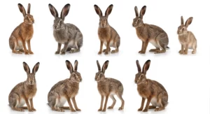 Il y a neuf lièvres.